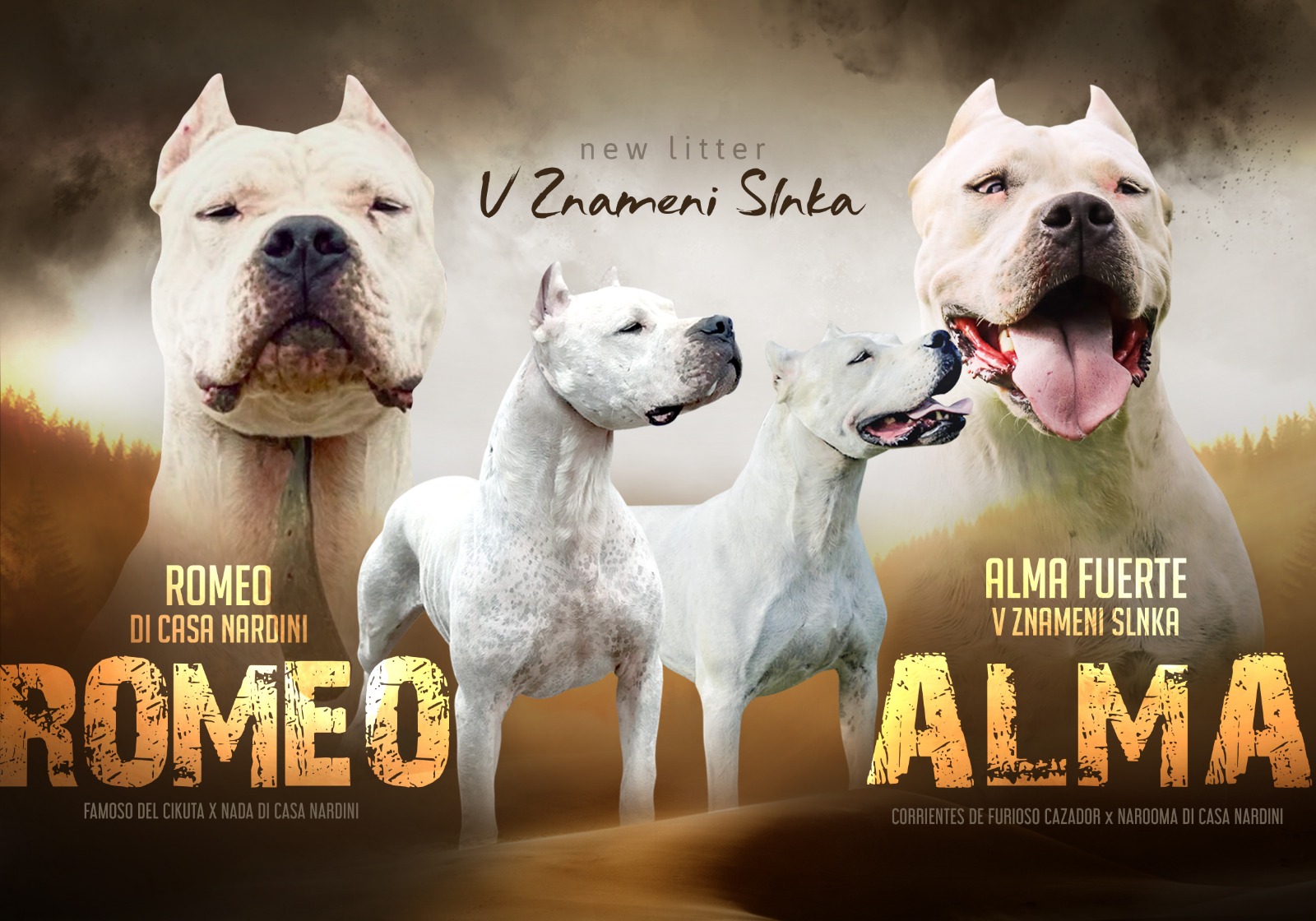 Litter H – Romeo x Alma