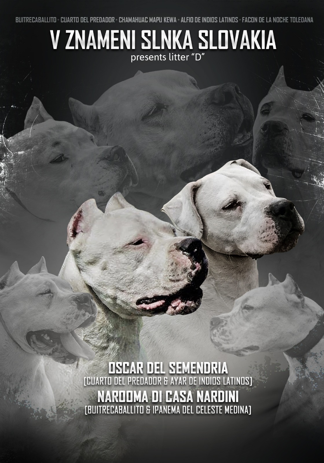 LITTER D – OSCAR X NAROOMA