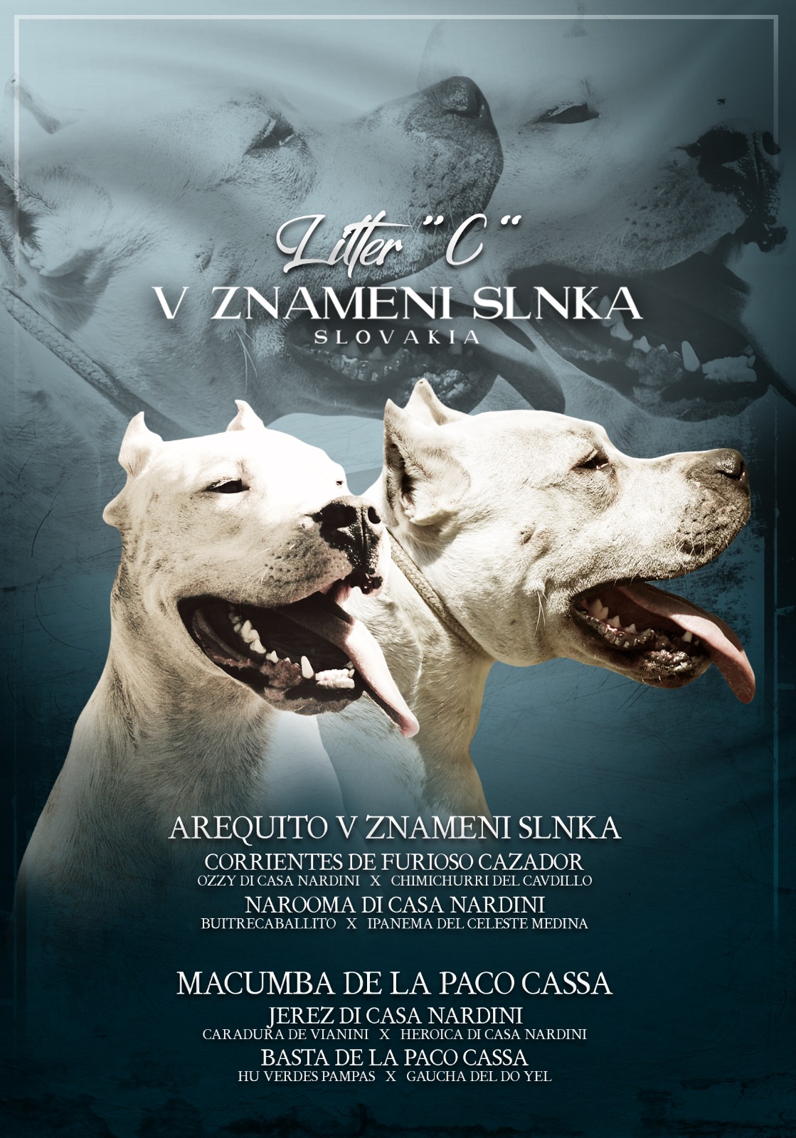 LITTER C – AREQUITO X MACUMBA