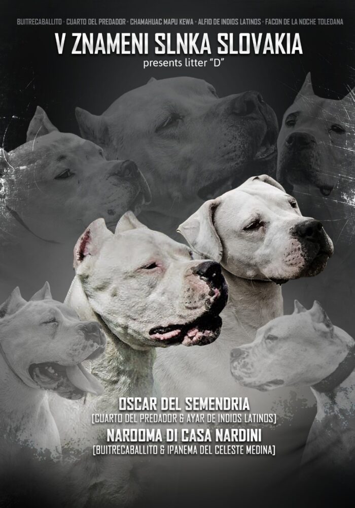 Obrázok WhatsApp 2025-11-12 o 21.59.28_d7e9819e